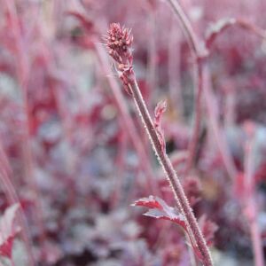 Heuchera 'Obsidian'PBR ---